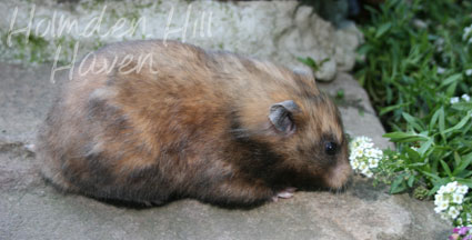 Lola- Yellow Black Syrian Longhaired